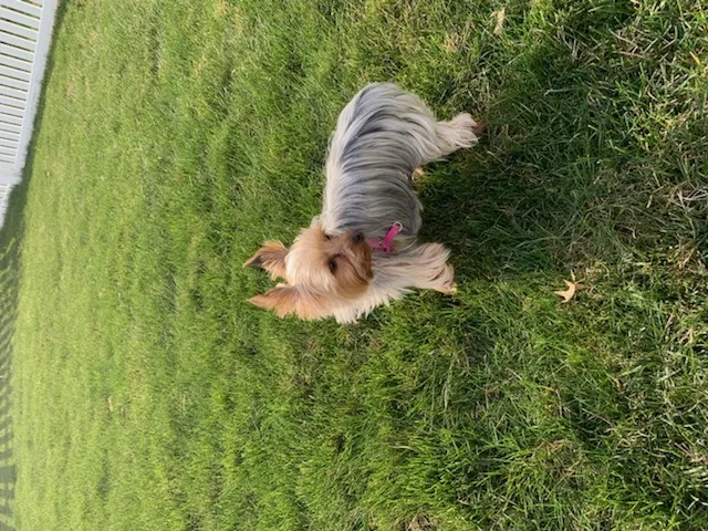 Lost dog in Westerville, OH, 43081
