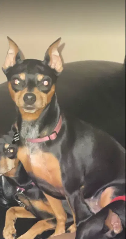 Lost dog in Spencer, IN, 47460
