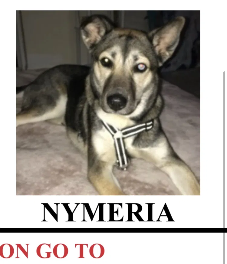 Lost dog in Westerville, OH, 43081