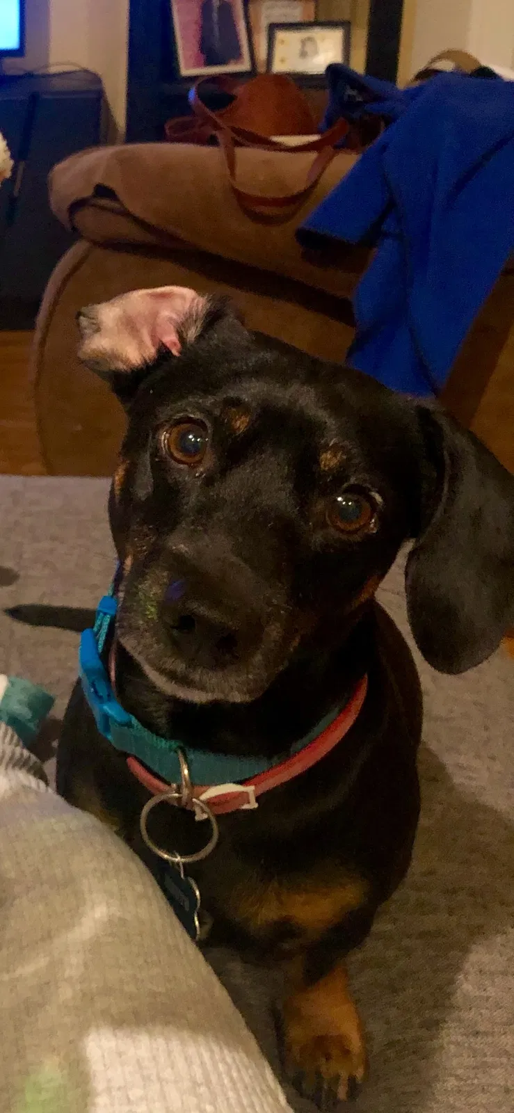 Lost dog in Spring, TX, 77386