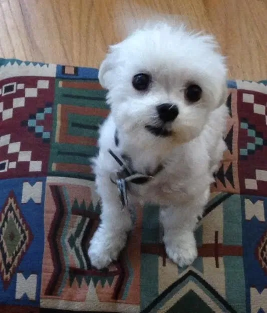 Lost dog in Vallejo, CA, 94591
