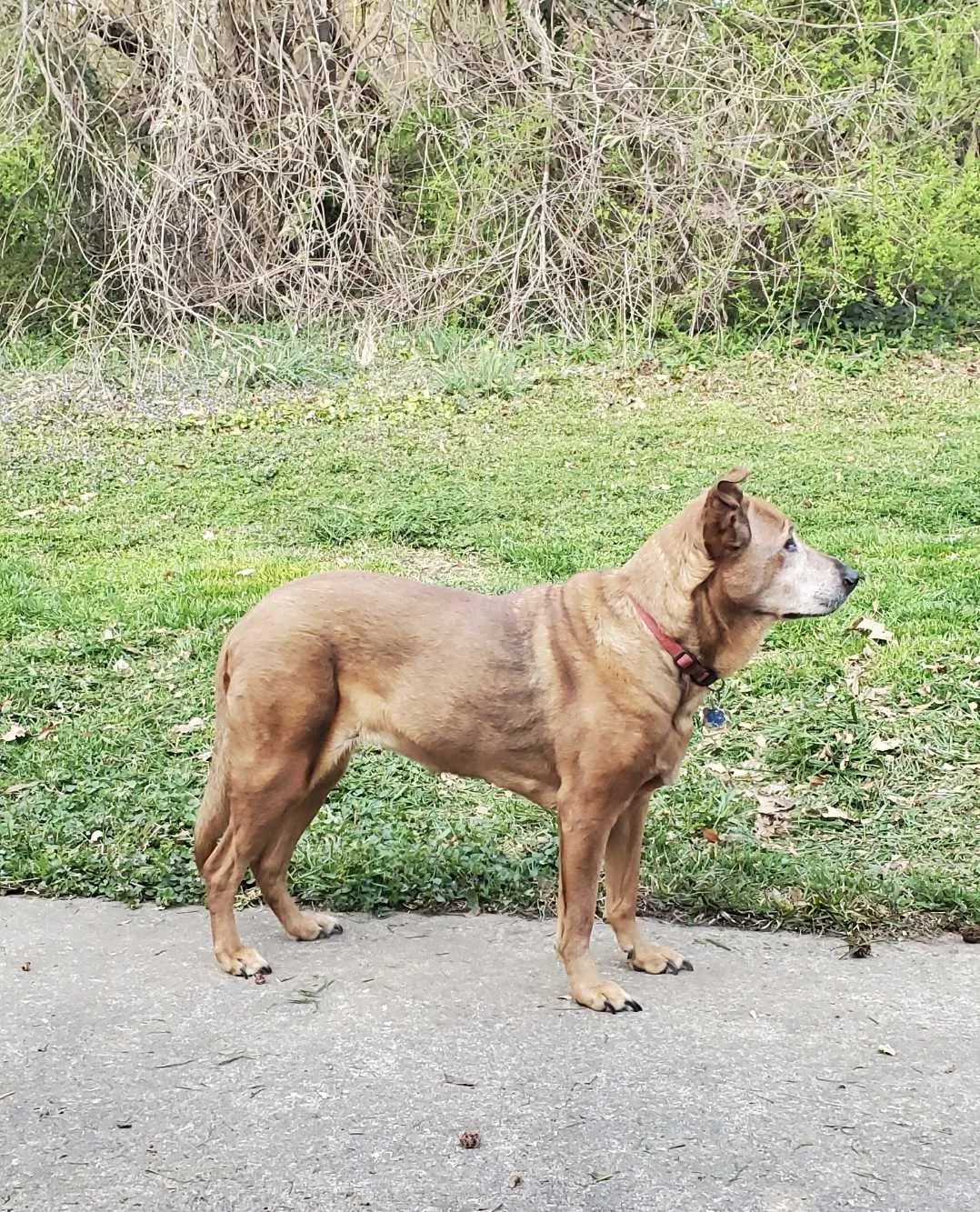 Lost dog in Austell, GA, 30106
