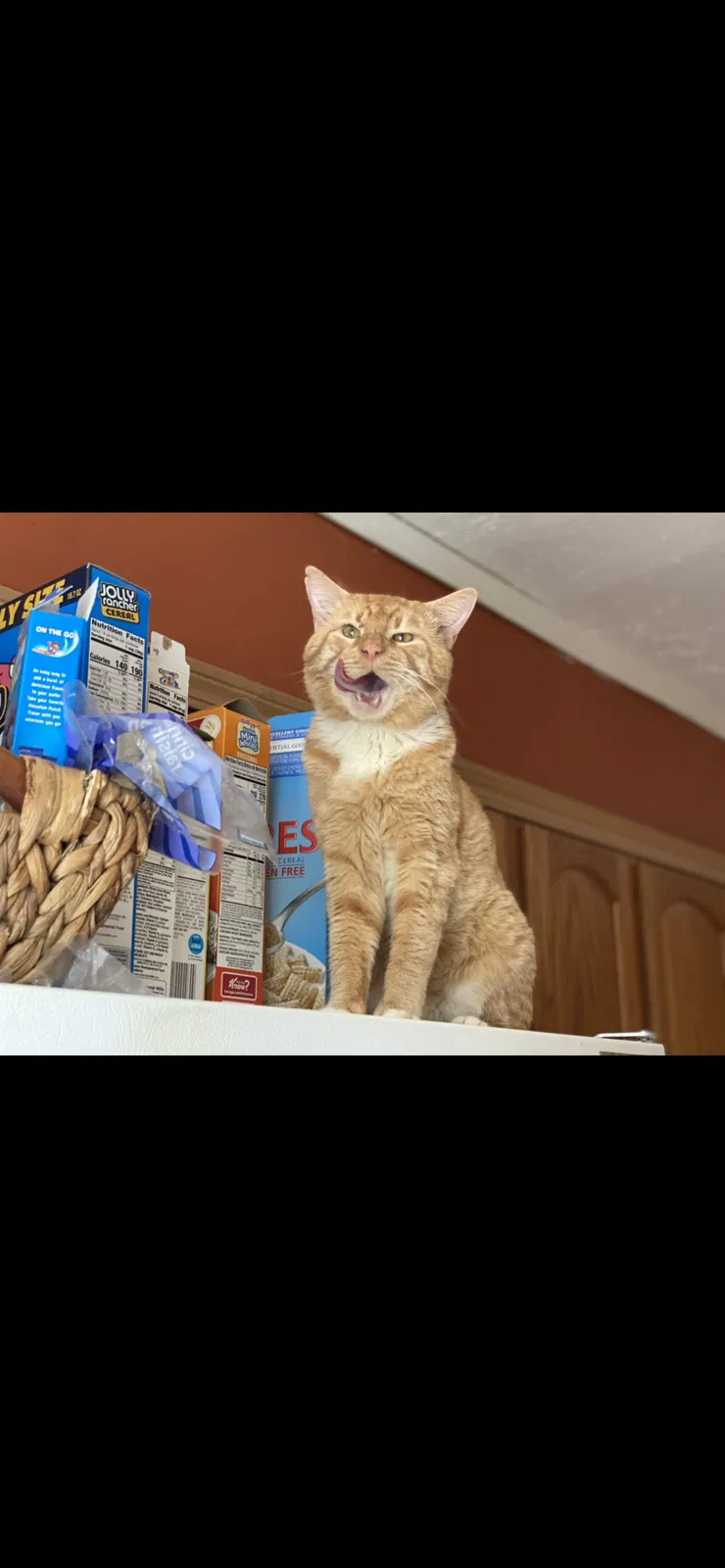 Lost cat in Barberton, OH, 44203