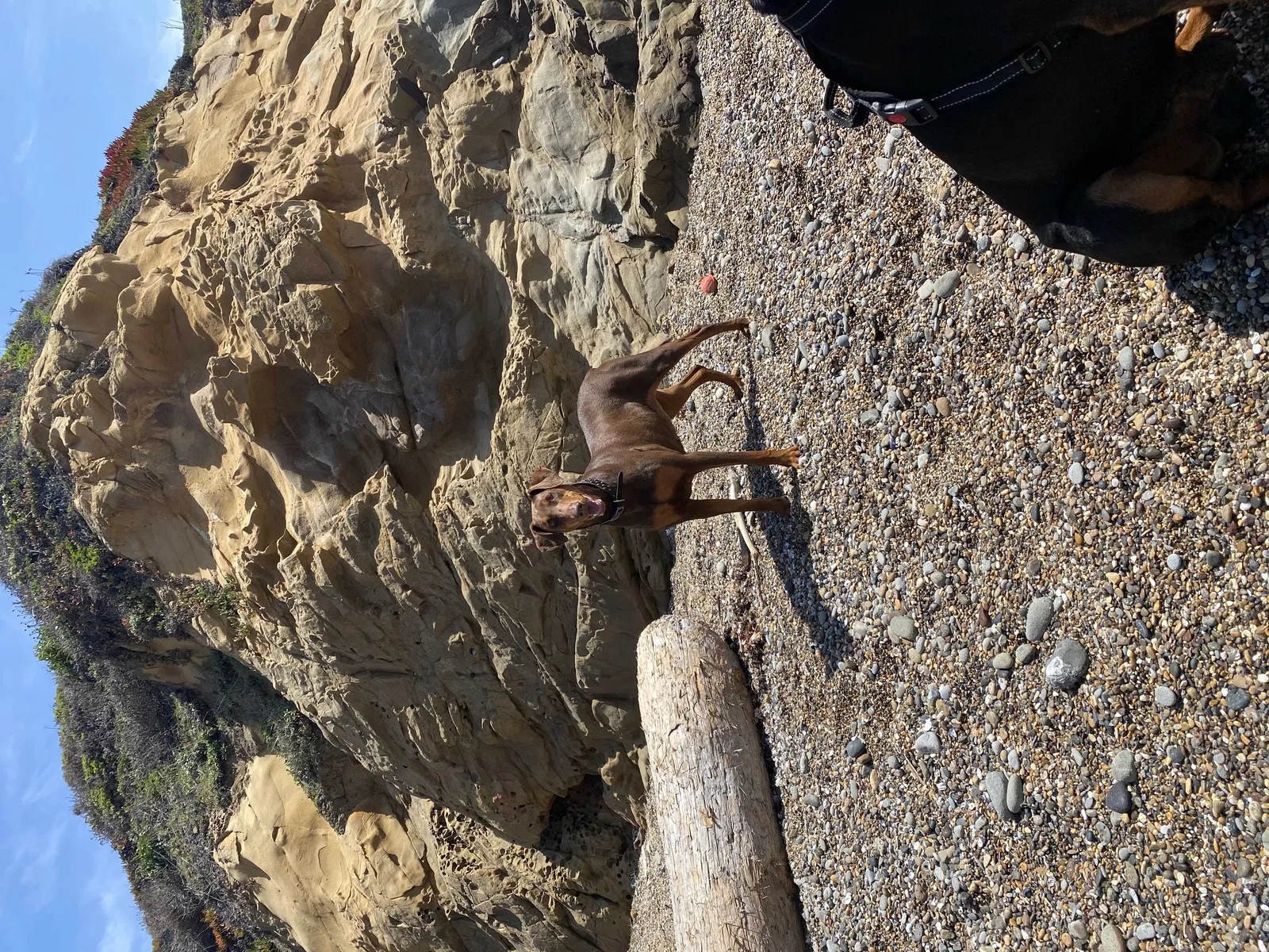 Lost dog in Redwood City, CA, 94061