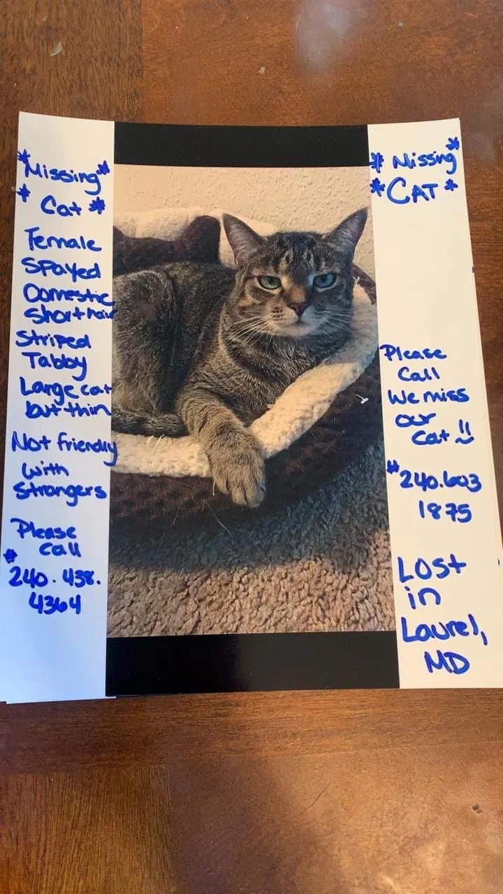 Lost cat in Laurel, MD, 20707