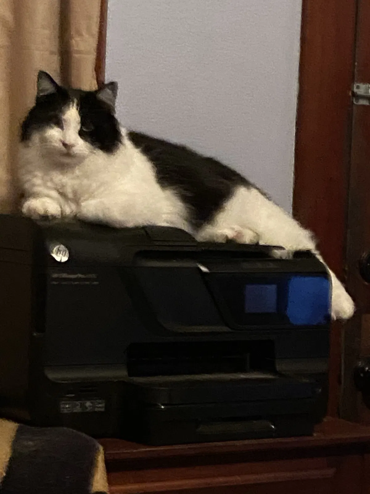 Lost cat in New Orleans, LA, 70121