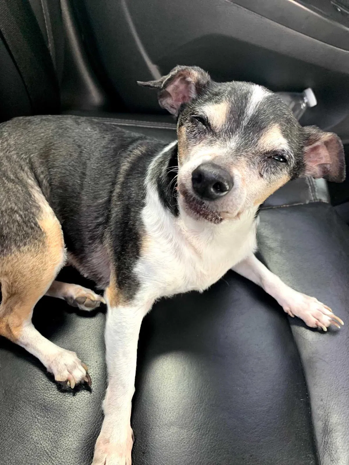 Lost dog in Fresno, CA, 93722
