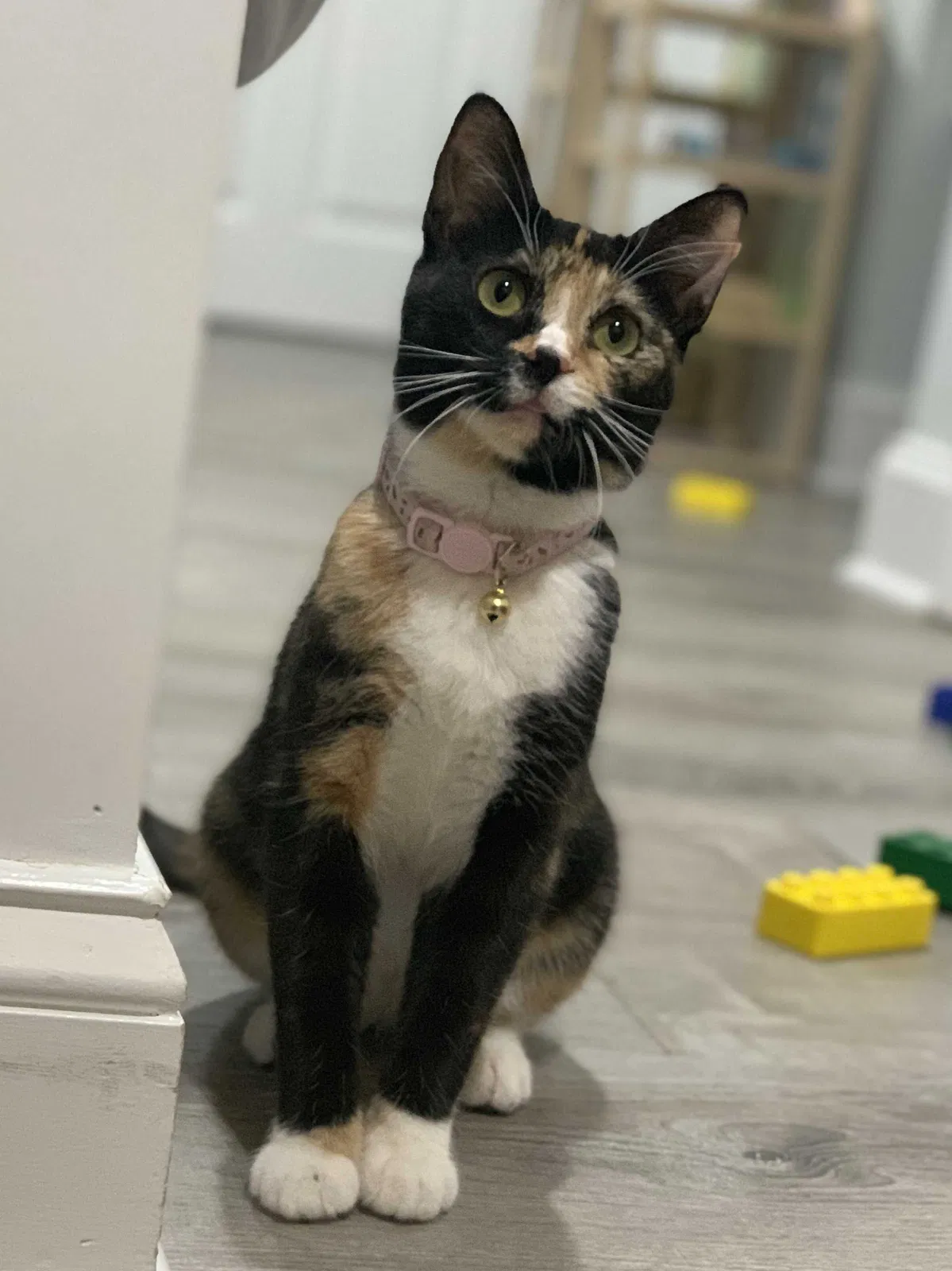 Lost cat in Takoma Park, MD, 20912