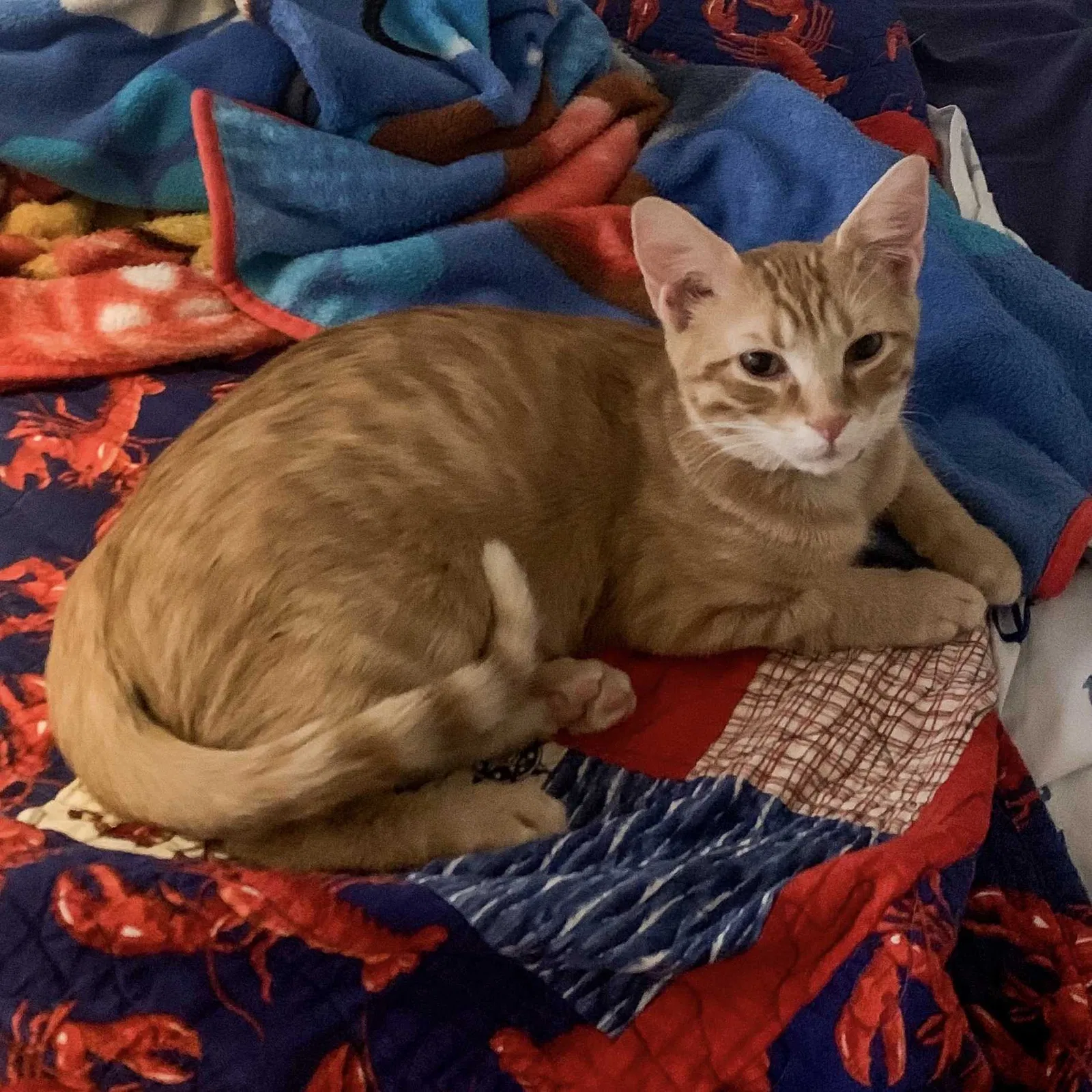 Lost cat in Takoma Park, MD, 20912