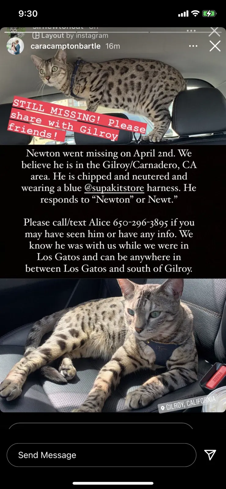 Lost cat in Gilroy, CA, 95020