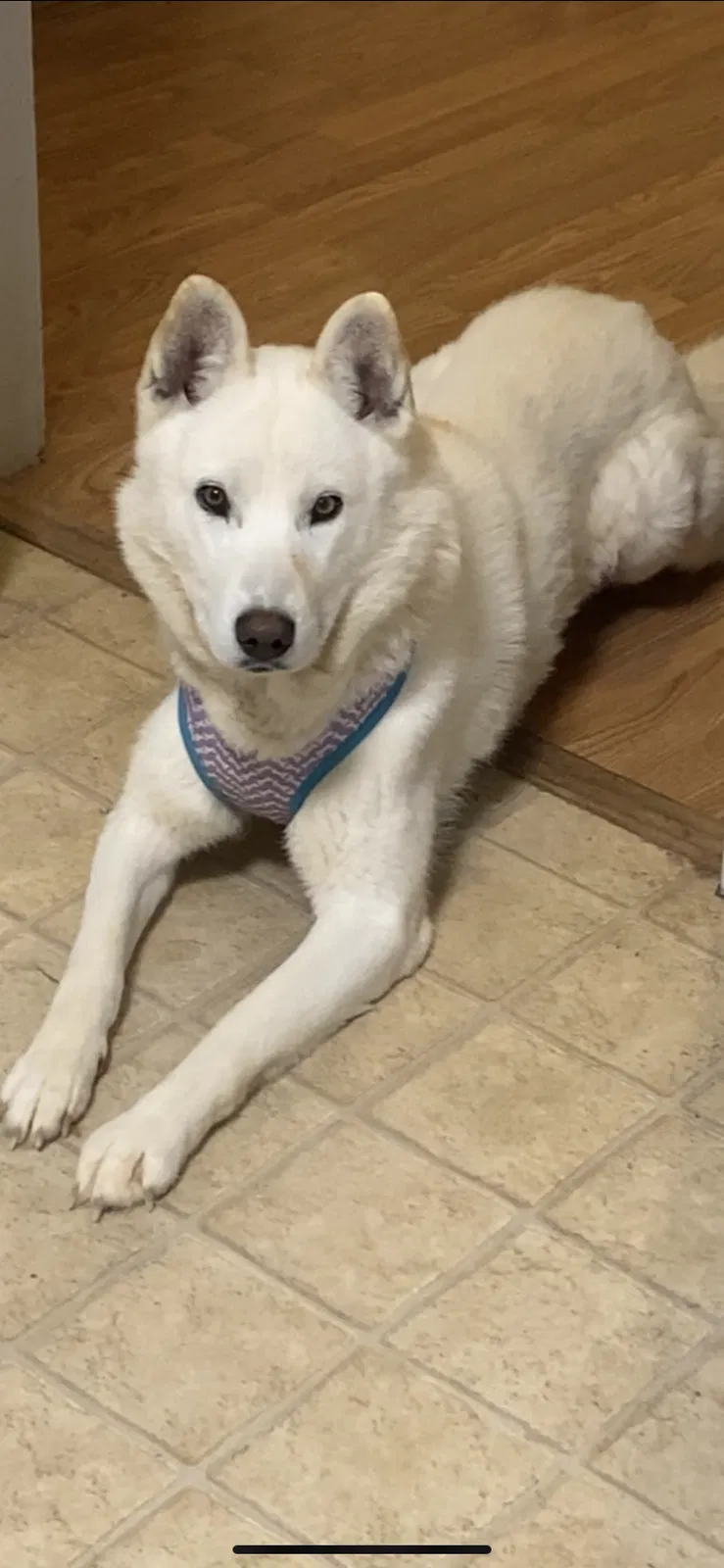 Lost dog in Alexis, NC, 28006