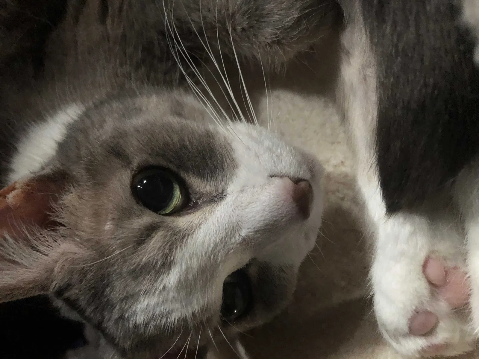 Lost cat in Hobart, IN, 46342