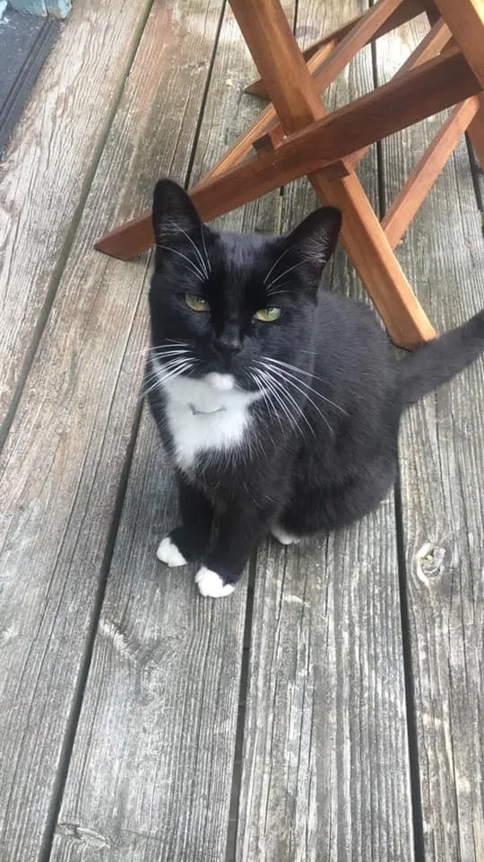 Lost cat in Sagamore Beach, MA, 2562