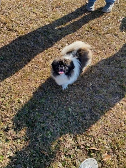 Lost dog in Baton Rouge, LA, 70816