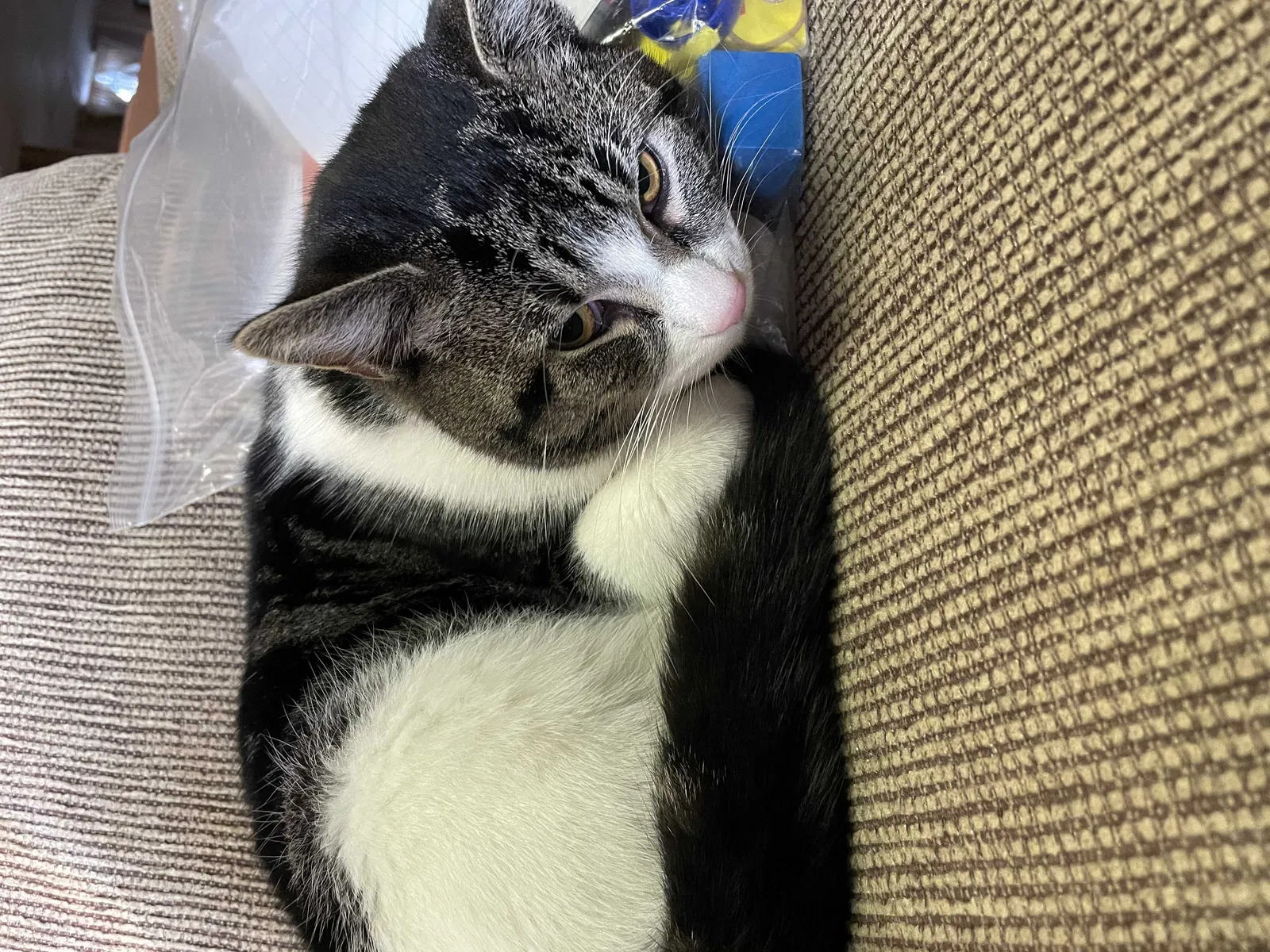 Lost cat in Warren, MI, 48089