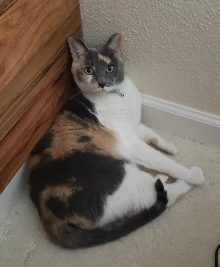 Lost cat in North Richland Hills, TX, 76182