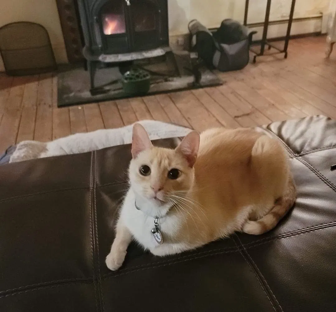 Lost cat in Doylestown, PA, 18901