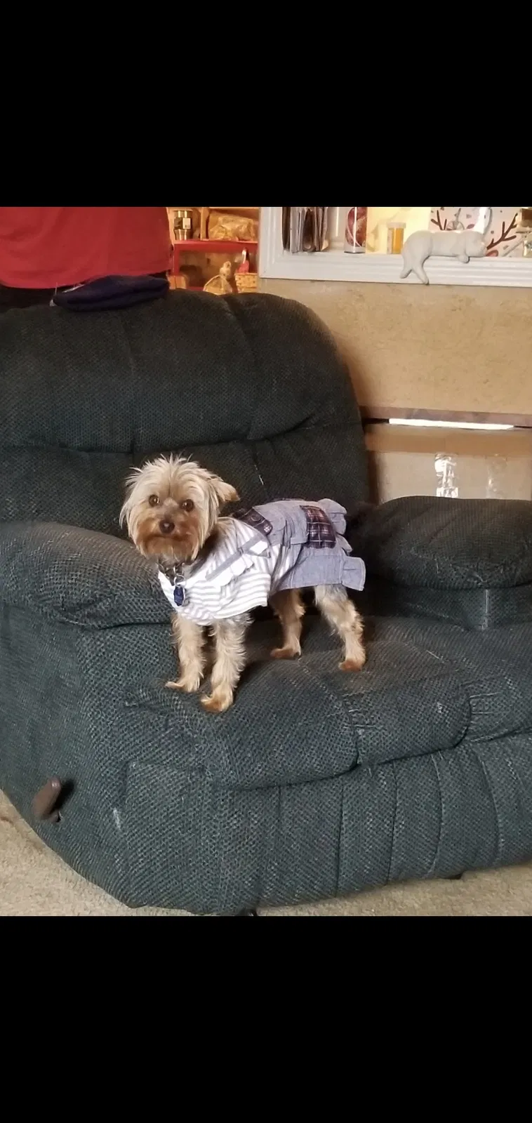 Lost dog in Memphis, TN, 38115