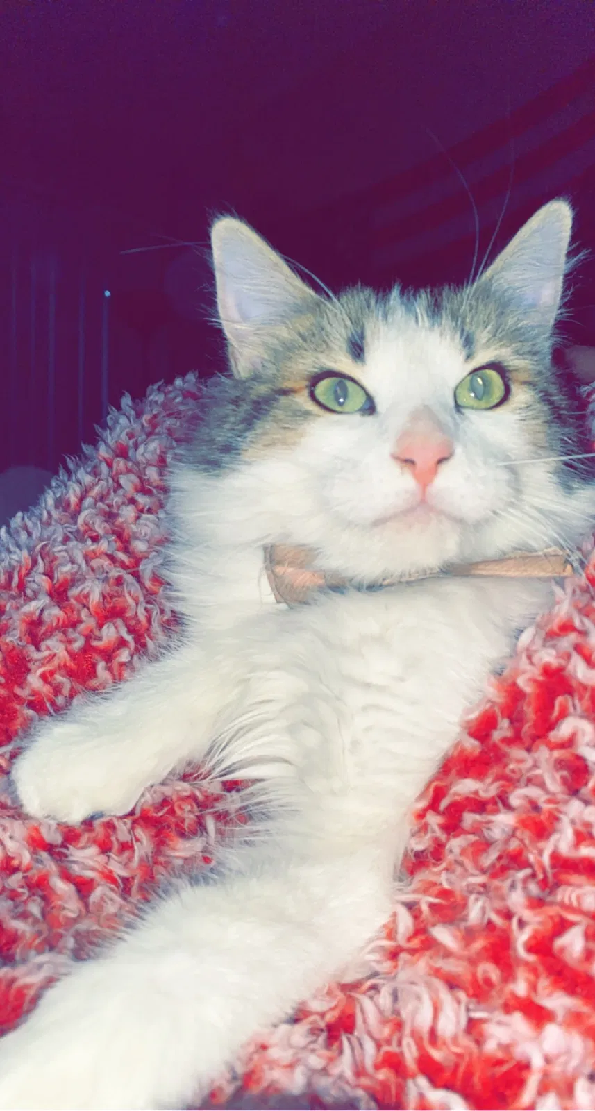 Lost cat in Tucson, AZ, 85742