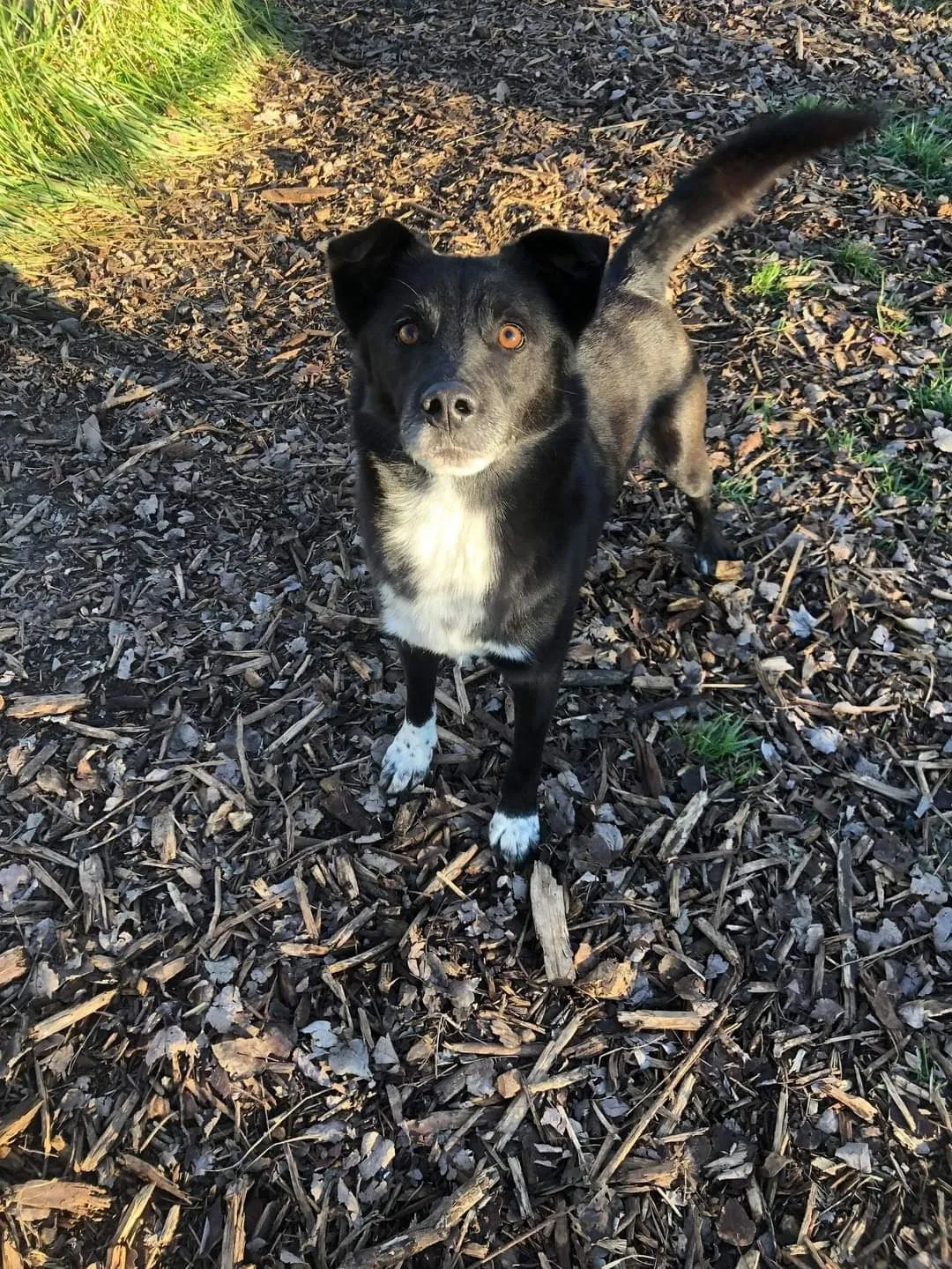 Lost dog in Reliance, TN, 37369
