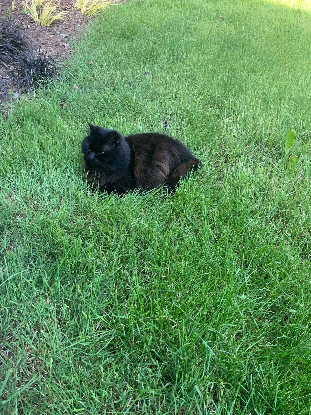 Lost cat in Gig Harbor, WA, 98335
