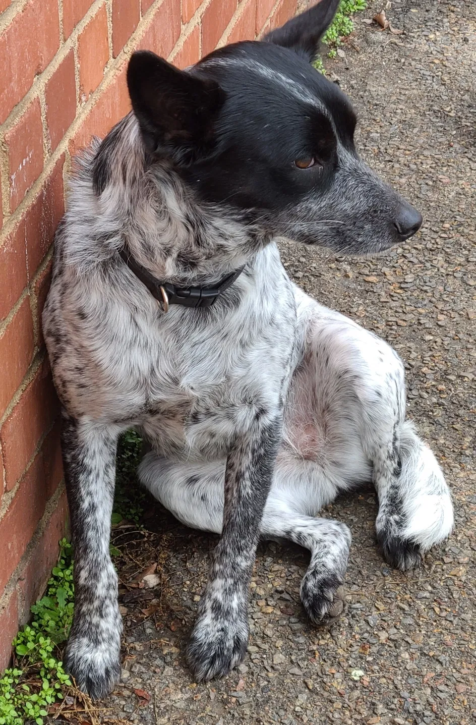 Lost dog in Fresno, CA, 93728