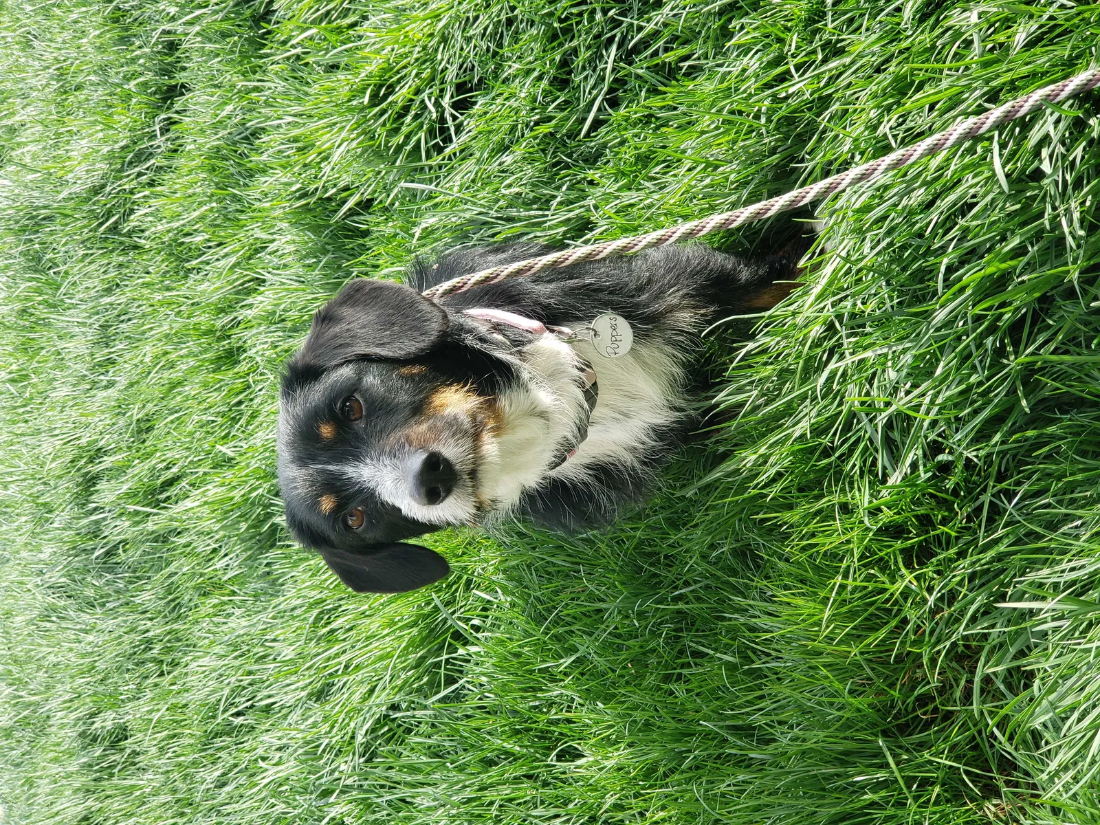 Lost dog in Westerville, OH, 43081