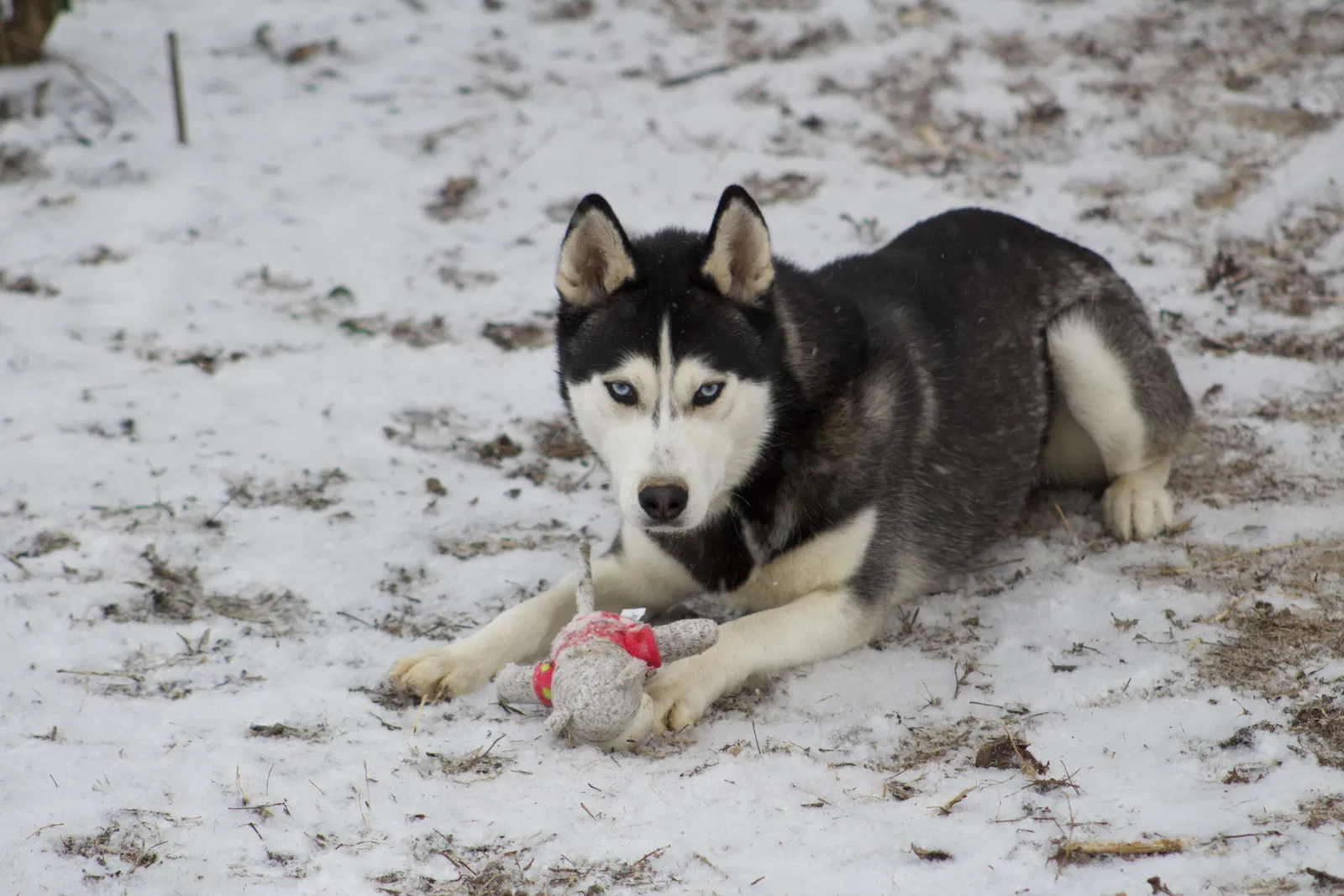 Lost dog in Horn Lake, MS, 38637