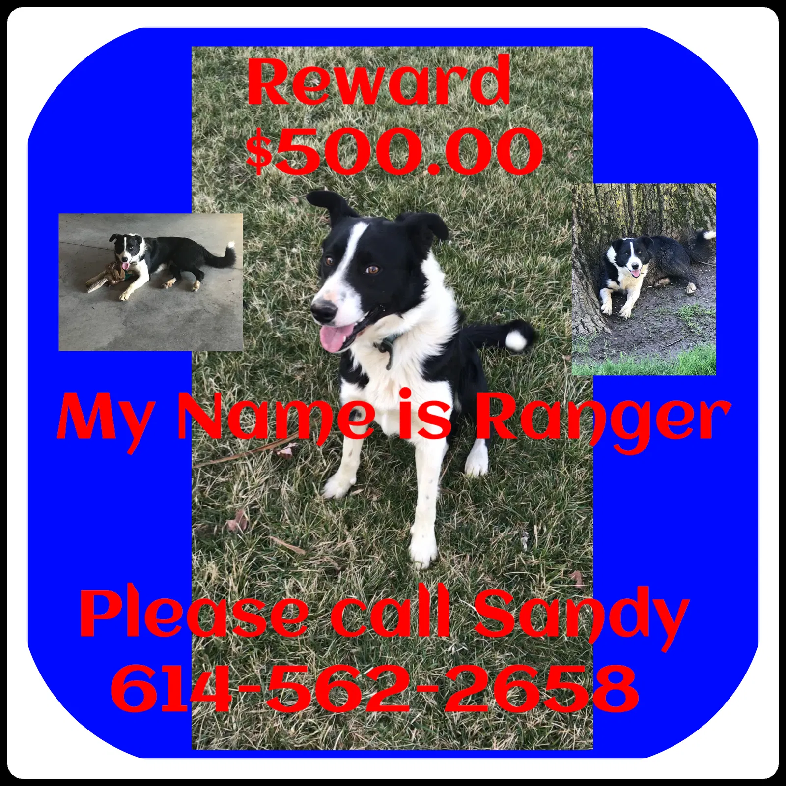 Lost dog in Washington Court House, OH, 43160