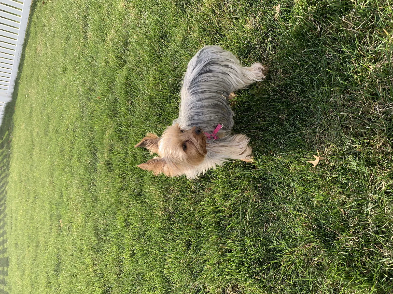 Lost dog in Westerville, OH, 43081