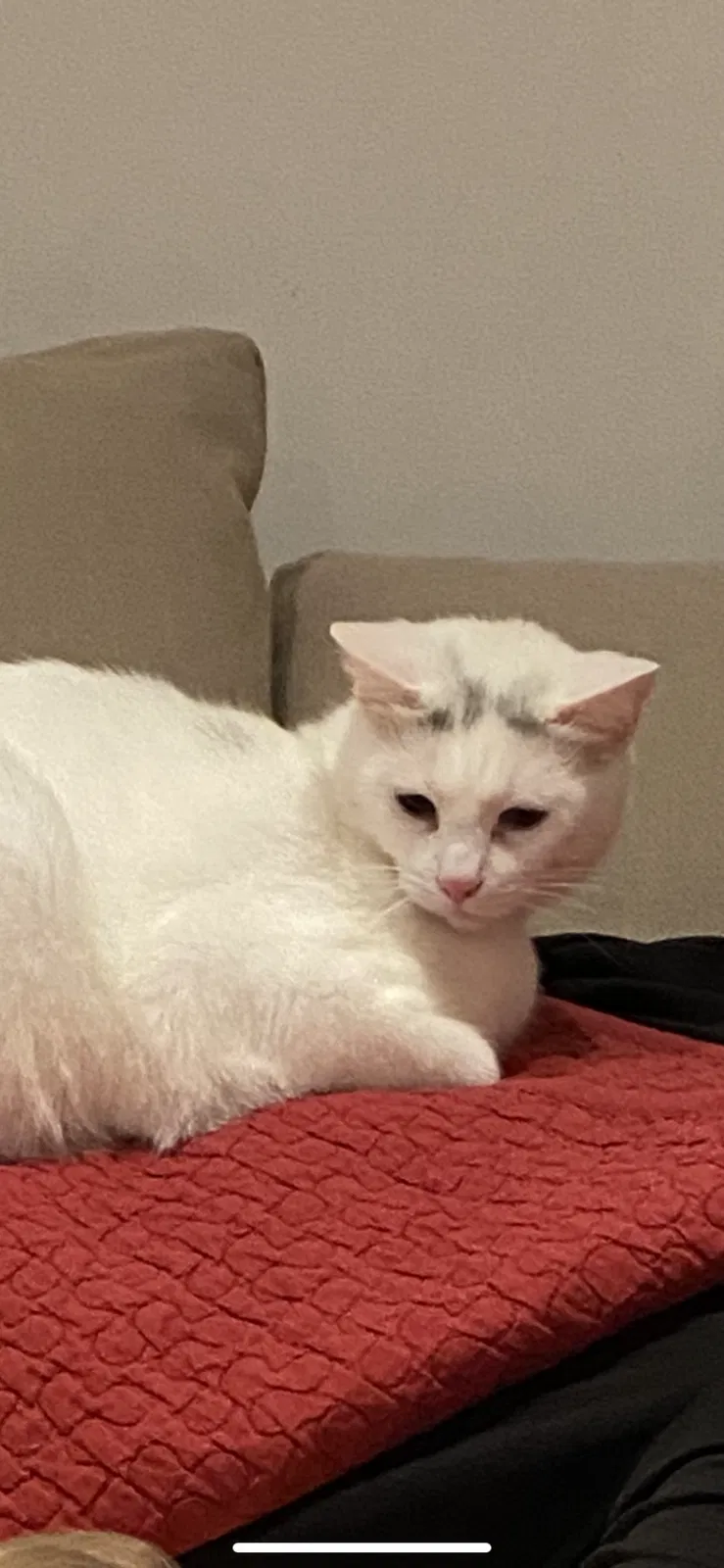 Lost cat in Silver Spring, MD, 20901