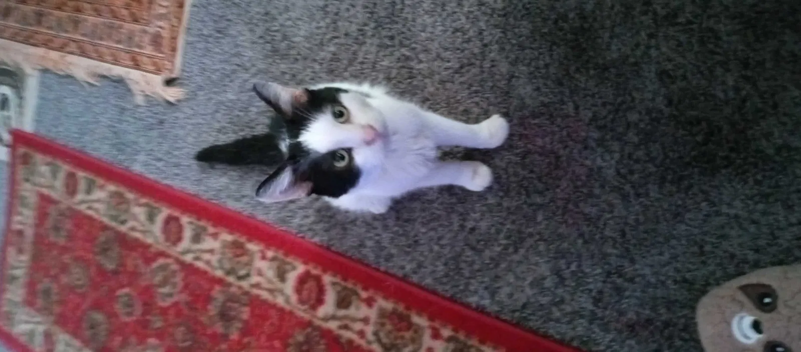 Found cat in Silver Lake, WI, 53170