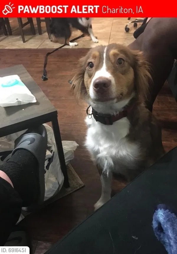 Lost dog in Chariton, IA, 50049