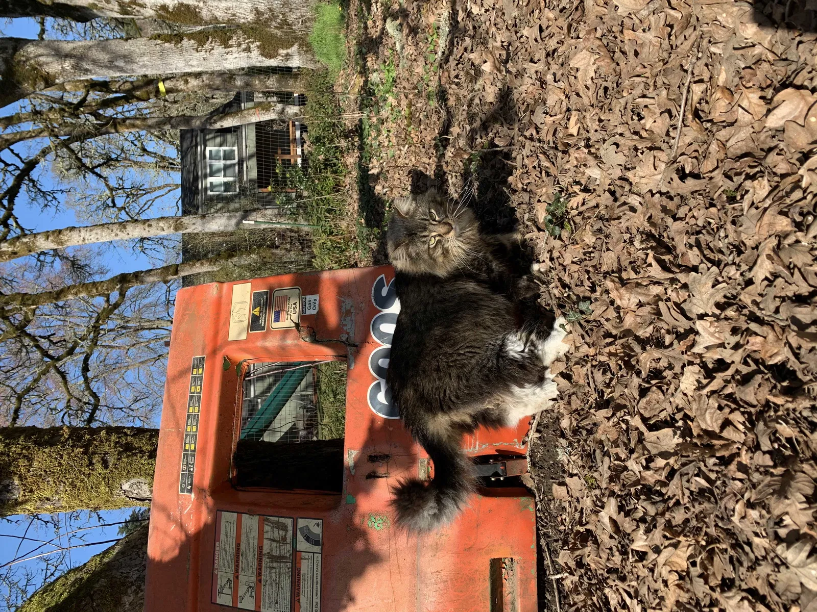 Lost cat in Hillsboro, OR, 97124