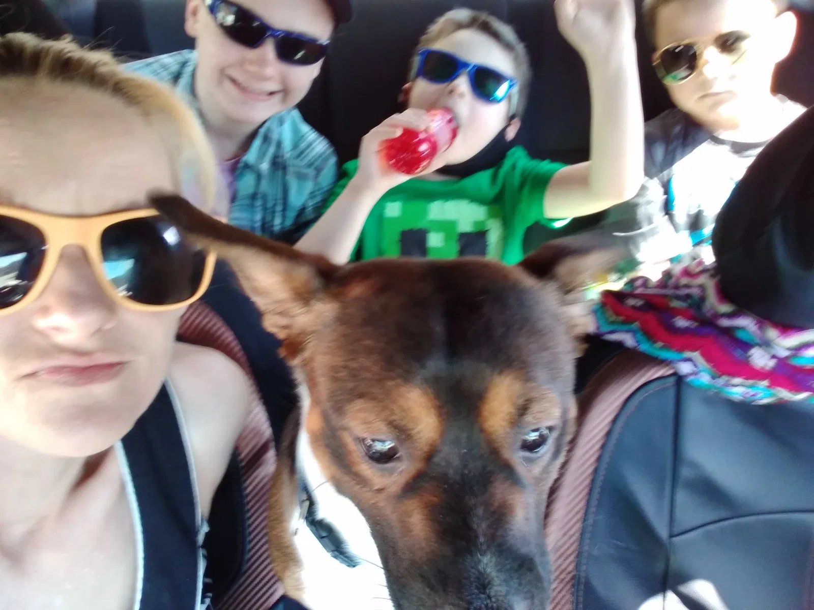 Lost dog in Oak Ridge, TN, 37830