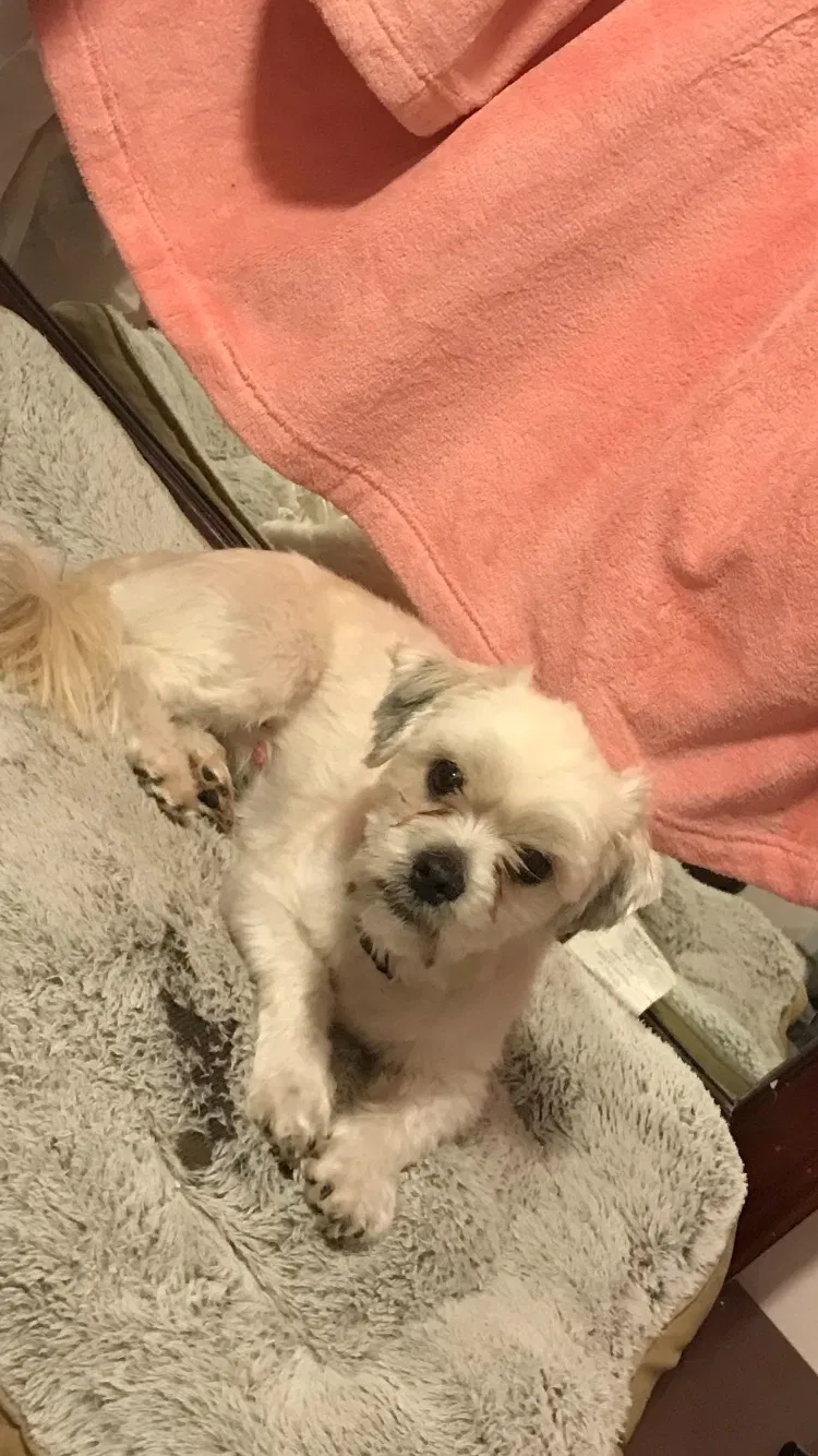 Lost dog in East Orange, NJ, 7017