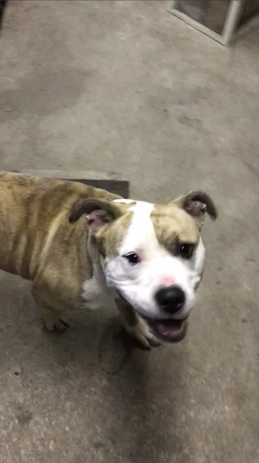 Found dog in Glenwood, WV, 25520