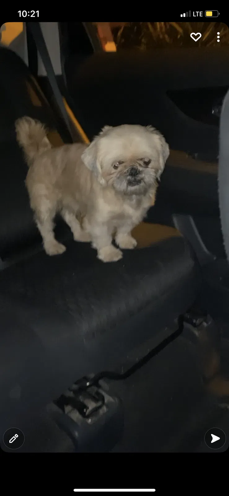 Lost dog in Brownsville, TX, 78521