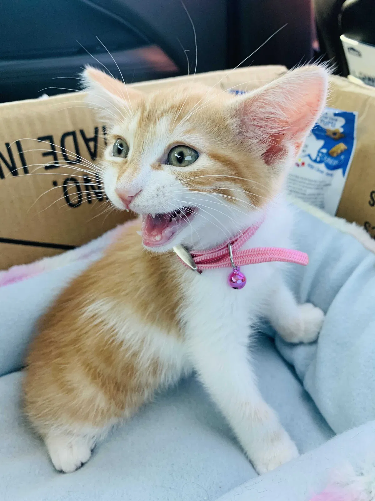 Lost cat in Gainesville, FL, 32608