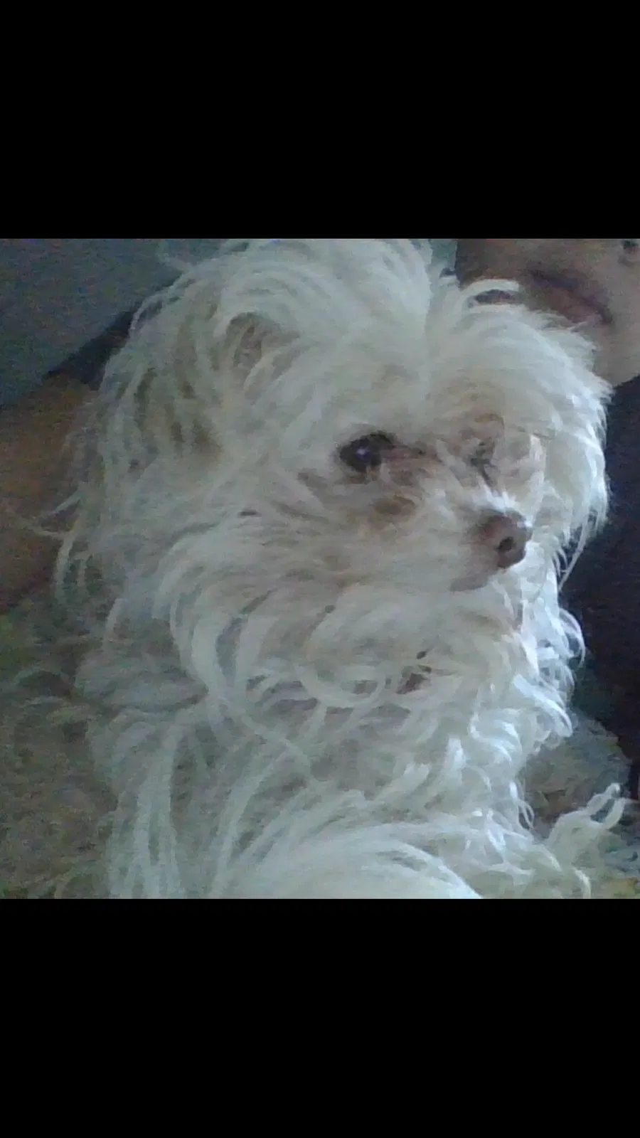Lost dog in Des Moines, IA, 50317