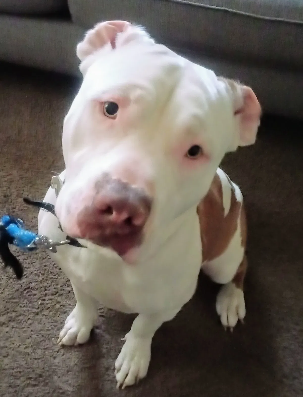 Lost dog in Columbus, OH, 43224