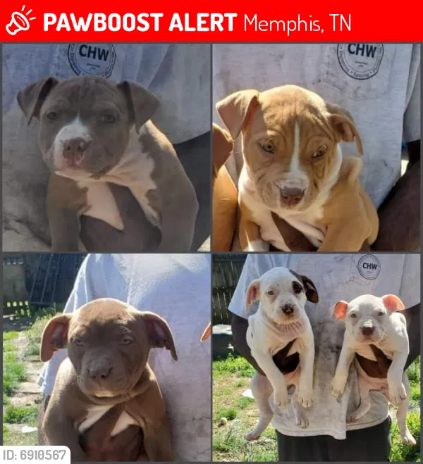 Lost dog in Memphis, TN, 38125