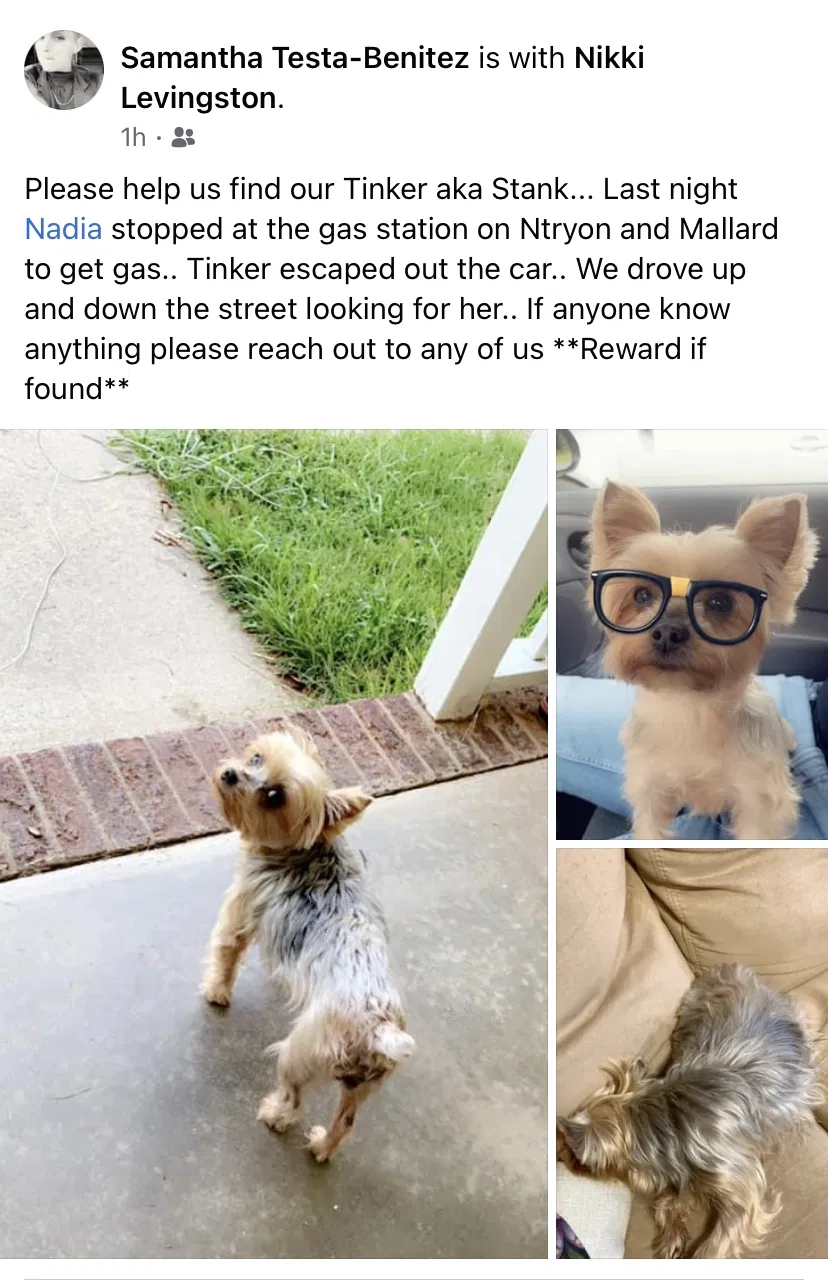 Lost dog in Charlotte, NC, 28213