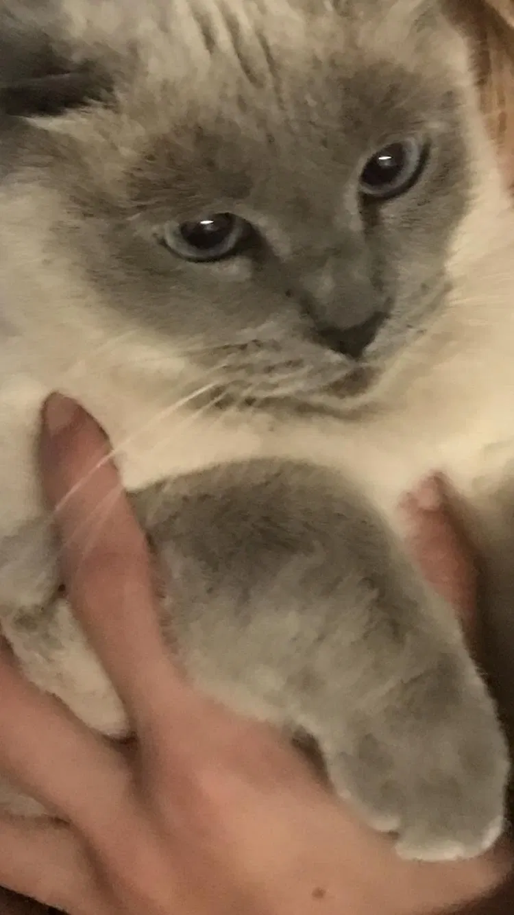 Lost cat in Austin, TX, 78748
