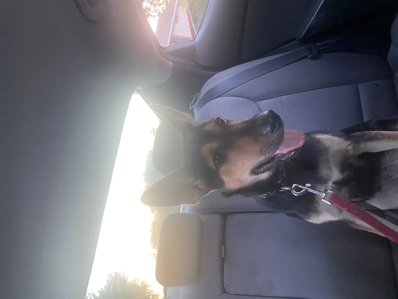 Lost dog in Tulsa, OK, 74107