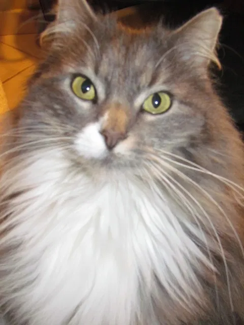 Found cat in Mays Landing, NJ, 8330