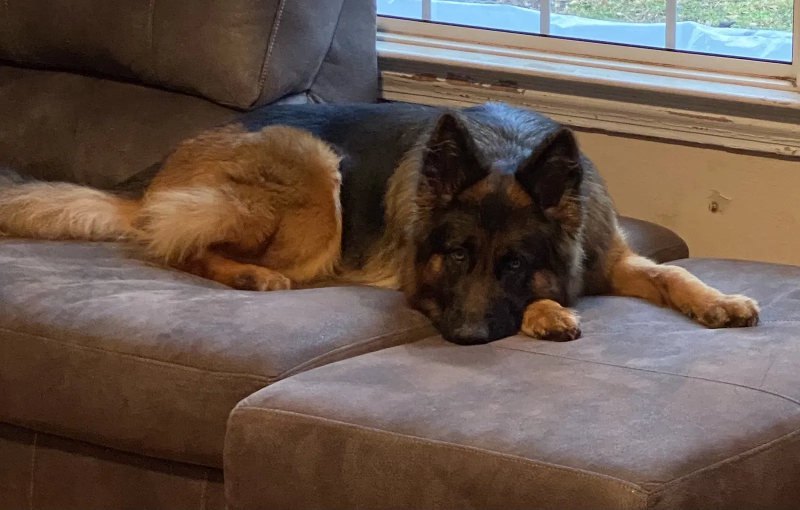Lost dog in Anderson, SC, 29621