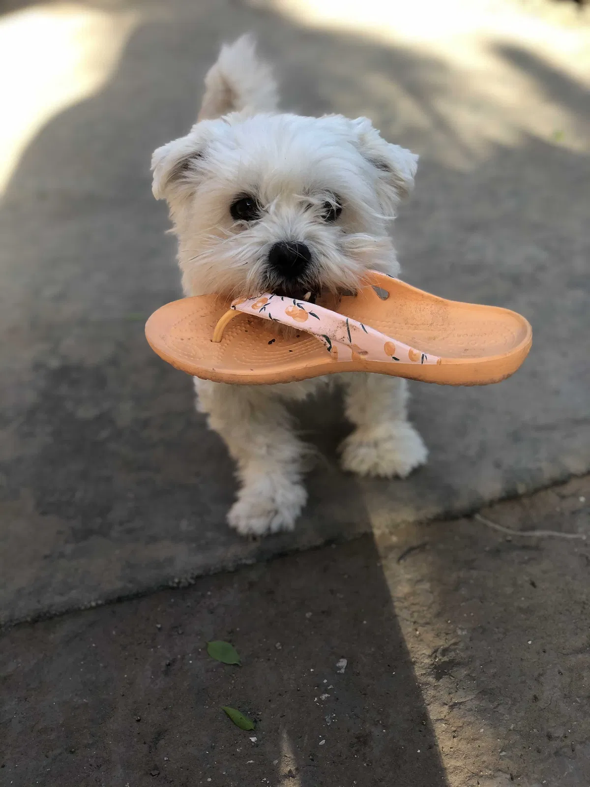 Lost dog in Mission, TX, 78572