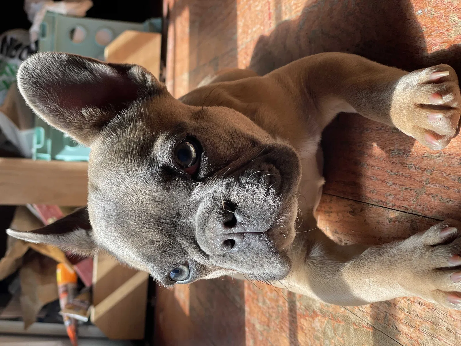 Lost dog in Concord, MI, 49237
