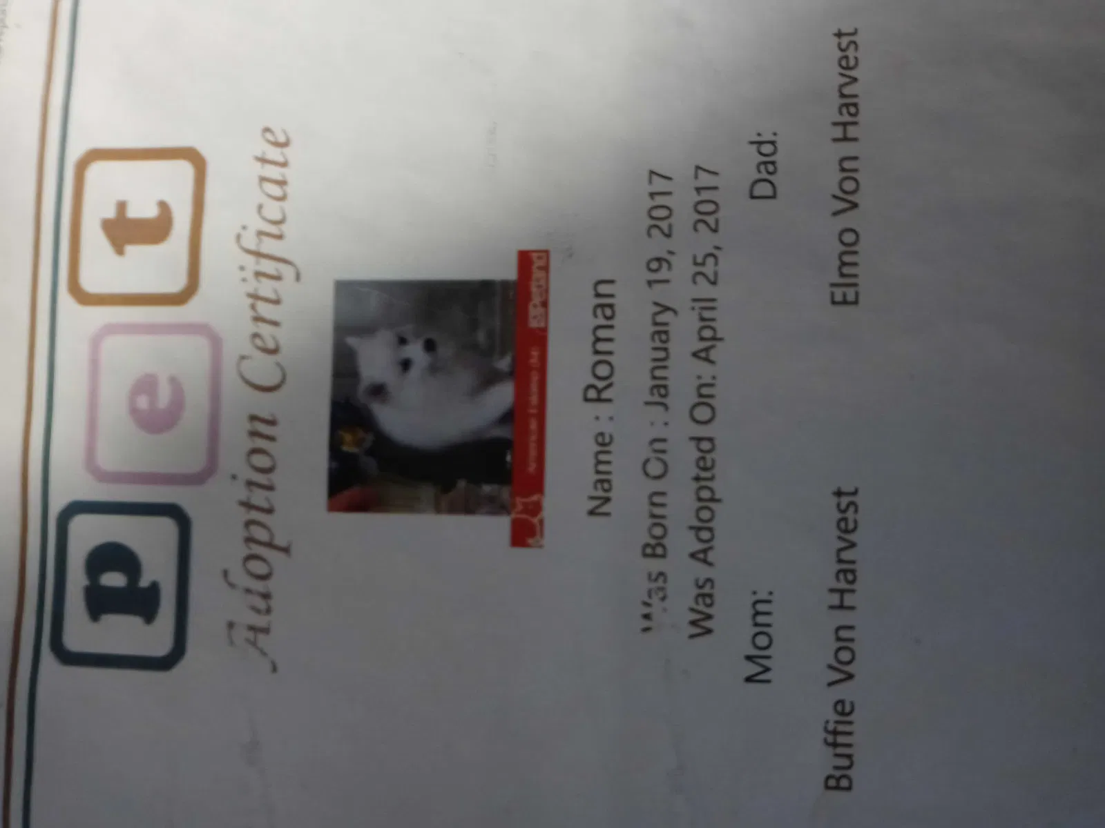 Lost dog in Arlington Heights, IL, 60005